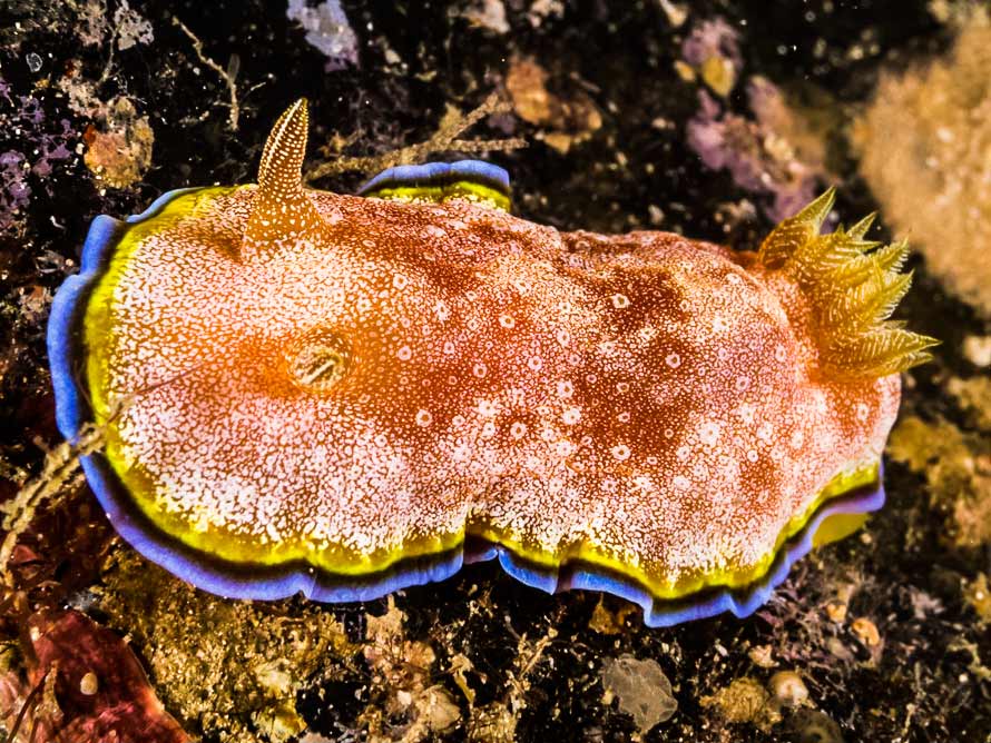 Goniobranchus albopunctatus